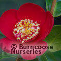 CAMELLIA 'Kimberley'  