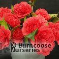 CAMELLIA 'Kramer's Supreme'  