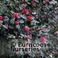 CAMELLIA 'Little Bit'  