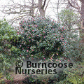 CAMELLIA 'Little Bit'  