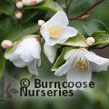 CAMELLIA lutchuensis  