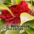 CAMELLIA 'Manuroa Road'  