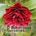 CAMELLIA 'Manuroa Road'  