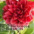 CAMELLIA 'Manuroa Road'  