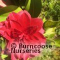 CAMELLIA 'Manuroa Road'  