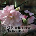 CAMELLIA 'Margaret Waterhouse'  