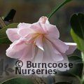 CAMELLIA 'Margaret Waterhouse'  