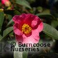 CAMELLIA 'Mary Williams'  