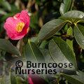 CAMELLIA 'Mary Williams'  