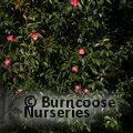 CAMELLIA 'Mary Williams'  