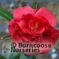 CAMELLIA 'Miss Charleston'  