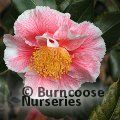 CAMELLIA 'Oo-La-La  