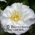 CAMELLIA 'Purity'  
