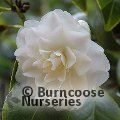 CAMELLIA 'Purity'  