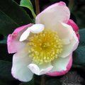 CAMELLIA 'Rainbow'  