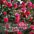 CAMELLIA 'Royalty'  