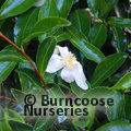 CAMELLIA sasanqua white 