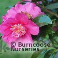 CAMELLIA 'Belinda'  