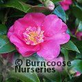 CAMELLIA 'Belinda'  
