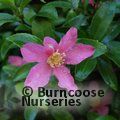 Camellia sasanqua pink