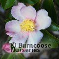 CAMELLIA 'Plantation Pink'  