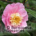CAMELLIA 'Sugar Dream'  