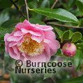 CAMELLIA 'Sugar Dream'  