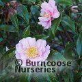 CAMELLIA 'Sugar Dream'  