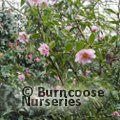 CAMELLIA 'Sugar Dream'  