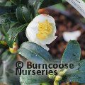 CAMELLIA 'Survivor'  