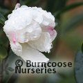 CAMELLIA 'Survivor'  