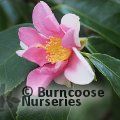 CAMELLIA 'Yume'  