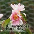 CAMELLIA 'Yume'  