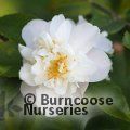 CAMELLIA 'Scentuous'  
