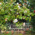 CAMELLIA 'Scentuous'  