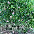 CAMELLIA 'Tanya'  