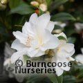 CAMELLIA x vernalis 'Dawn' 