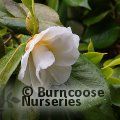 CAMELLIA 'White Giant'  