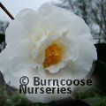CAMELLIA 'White Giant'  