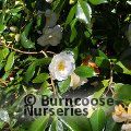 CAMELLIA 'White Giant'  