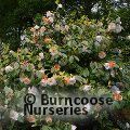 CAMELLIA 'White Giant'  