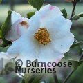 CAMELLIA 'Yoimachi'  