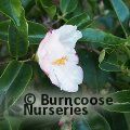 CAMELLIA 'Yoimachi'  