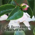 CAMELLIA 'Yoimachi'  