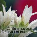 CAMPANULA glomerata 'Alba' 