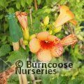 CAMPSIS x tagliabuana 'Orangeade' 