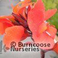 CANNA Cannova Bronze Orange 