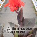 CANNA Cannova Bronze Orange 
