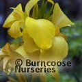 Small image of Canna lily
