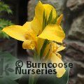 CANNA Cannova Yellow 